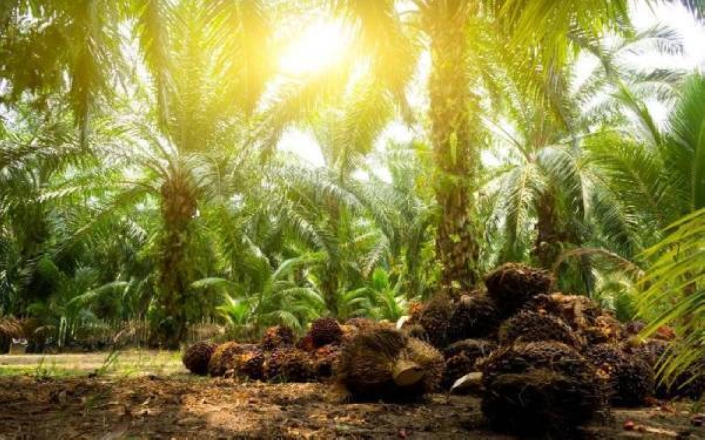 Enam produk agrikomoditi yang memperoleh manfaat secara langsung daripada pelaksanaan DAKN 2030 ialah minyak sawit, getah, kayu-kayan, koko, lada dan kenaf.