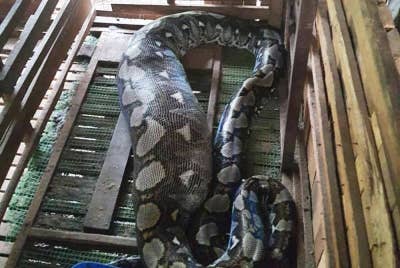 Kehadiran reptilia sepanjang enam meter dan seberat 80kg ditemui pemilik kambing di dalam kandang tersebut.