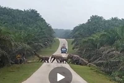 Tangkap layar yang menunjukkan sekumpulan gajah liar melintas jalan di Felda Neram 1 ke Felda Neram II yang sempat dirakam Nik Mohd Hafizul pada pagi Isnin.
