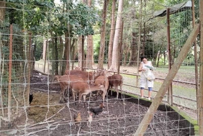 Taman rusa antara tarikan menarik di Taman Perbandaran Tengku Anis di Tanjung Chat, Kota Bharu.