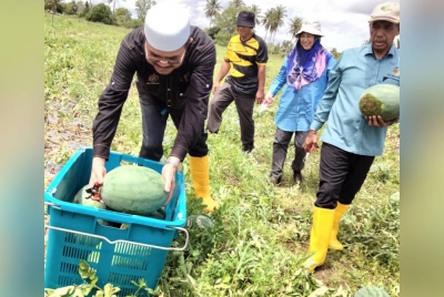 Nik Muhammad Zawawi (kiri) meletakkan tembikai yang dipetik ke dalam bakul sempena Program 'Walkabout' Timbalan Menteri Pertanian dan Industri Makanan II ke Projek Tanaman Sayur-Sayuran Kampung Batu Berendam dan Projek Tembikai Kampung Haji Wan Omar, Pasir Putih pada Rabu.