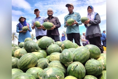 Nik Muhammad Zawawi (tengah) melihat hasil tembikai yang ditanam melalui Program 'Walkabout' Timbalan Menteri Pertanian dan Industri Makanan II ke Projek Tanaman Sayur-Sayuran Kampung Batu Berendam dan Projek Tembikai Kampung Haji Wan Omar, Pasir Putih pada Rabu.