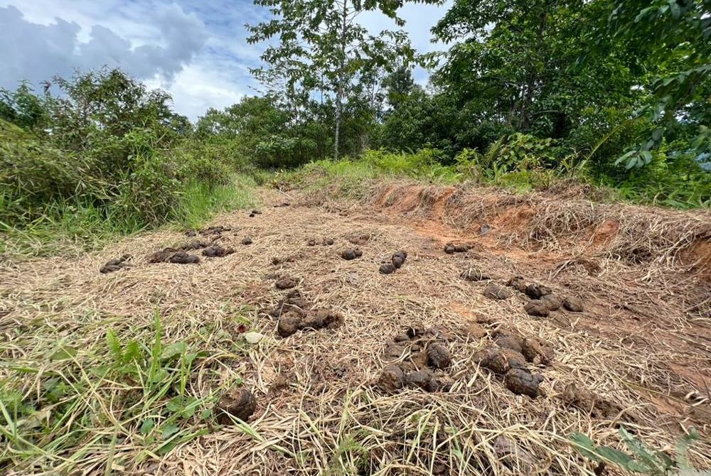 Najis gajah yang ditinggalkan di kawasan berbukit menunjukkan kawanan haiwan itu berlegar mencari makanan di lokasi berkenaan. FOTO: Suzairi Zakaria