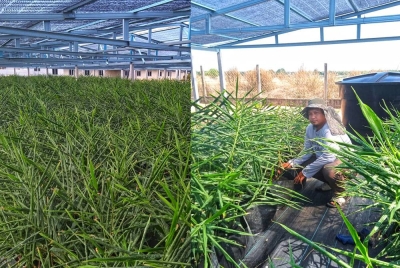 Tanaman halia Bentong menjadi sumber pendapatan buat Mohd Fadzrul.