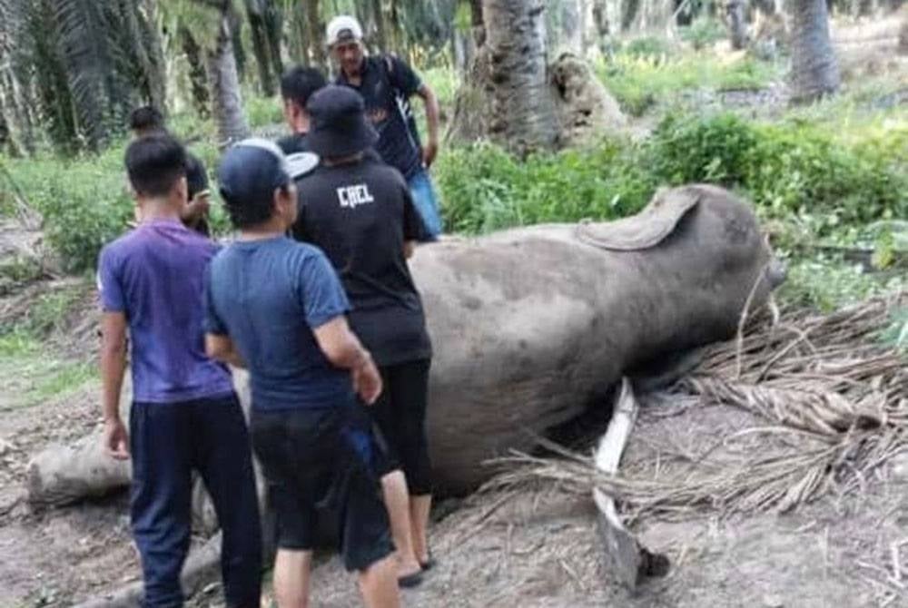 Gajah yang ditemui mati di kawasan ladang kelapa sawit berhampiran Kampung Berantian, Jalan Merotai-Kalabakan, Tawau.