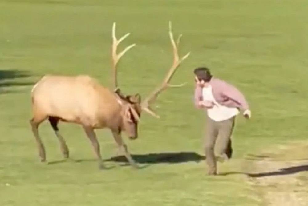 Seekor rusa jantan menyerbu seorag pelancong lelaki di Estes Park, Colorado baru-baru ini. Foto Storyful