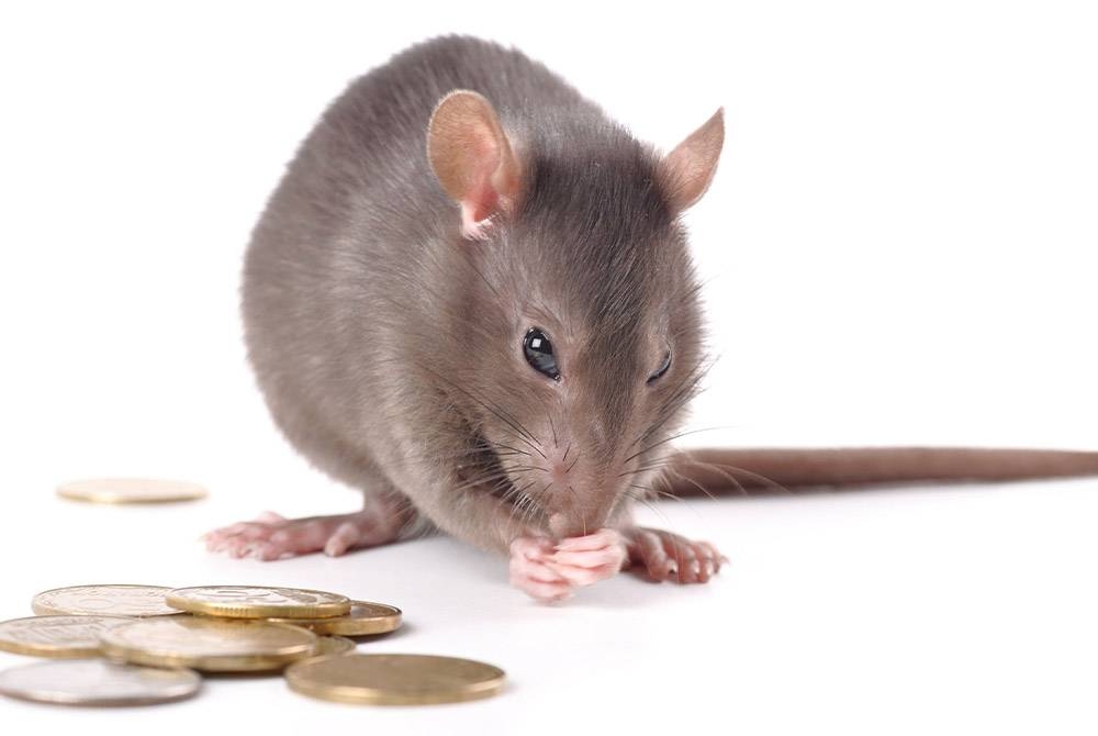 Jalan-jalan di New York, Amerika Syarikat sedang bergelut dengan isu infestasi tikus. - Foto 123RF