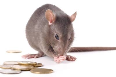 Jalan-jalan di New York, Amerika Syarikat sedang bergelut dengan isu infestasi tikus. - Foto 123RF