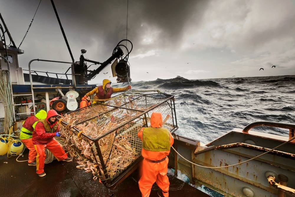 Jabatan Perikanan dan Penangkapan Ikan Alaska mengumumkan penutupan musim ketam salji AS di Laut Bering berikutan penurunan populasi ketam di rantau itu. - Foto Agensi
