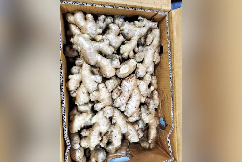 Antara halia yang dirampas oleh Maqis pada 13 Oktober lalu.