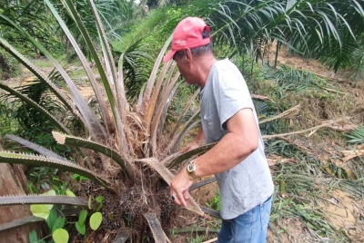 Adnan menunjukkan sebahagian pokok kelapa sawit yang musnah akibat serangan gajah liar.