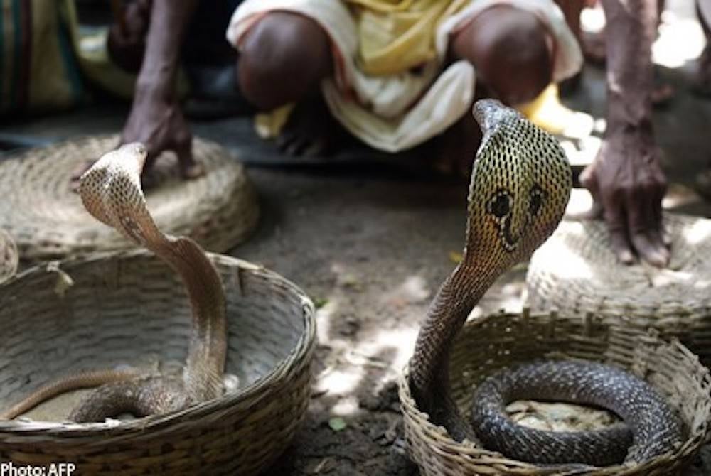Seorang budak lelaki di India berjaya membunuh seekor ular tedung dengan cara menggigit haiwan itu. - Foto AFP