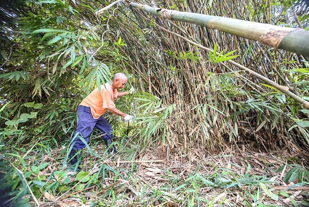 Mohd Zaini secara sukarela mencari buluh untuk memasang bendera partinya.