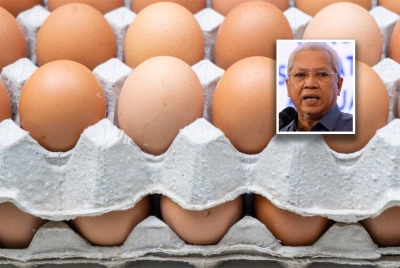 Kekurangan bekalan telur ayam ketika ini berpunca daripada kegiatan penyeludupan ke negara jiran. (Gambar kecil: Annuar)