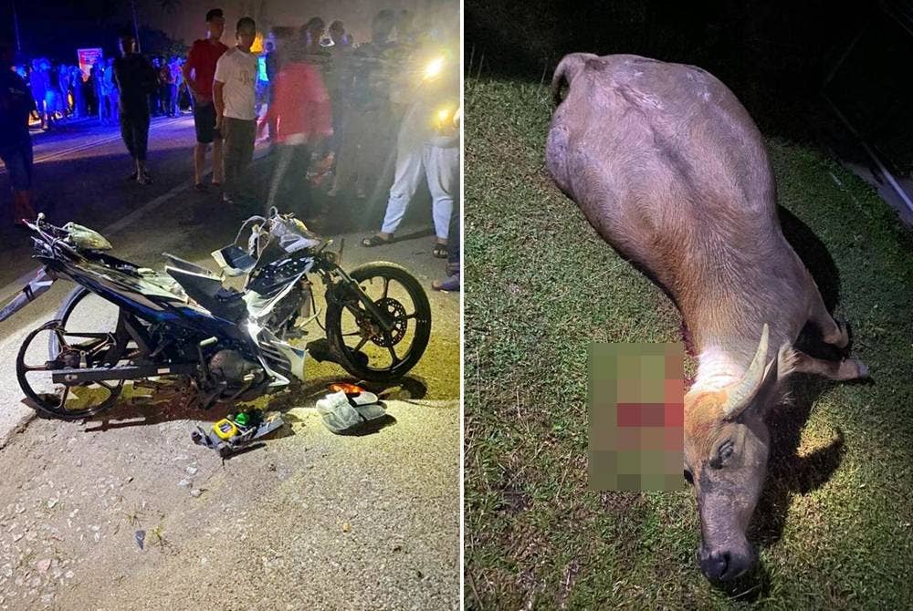 Keadaan motosikal yang ditunggangi mangsa remuk selepas merempuh seekor kerbau.