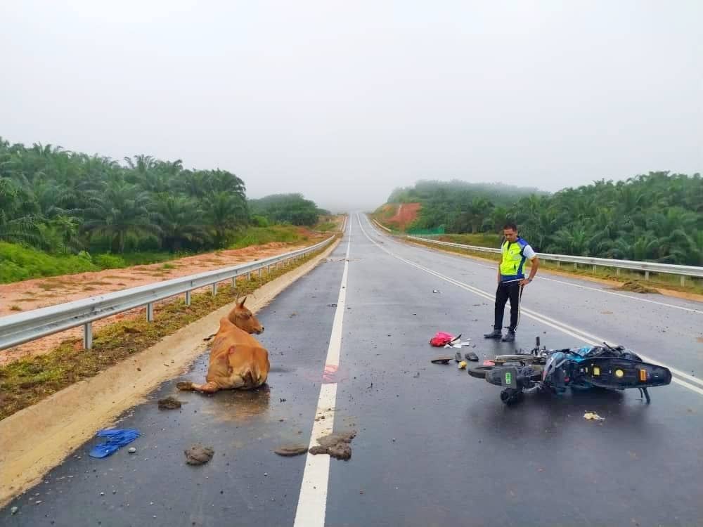 Seorang pemuda maut selepas motosikal jenis Yamaha Y15 yang ditungganginya merempuh seekor lembu di Jalan Felda Aring 6, Gua Musang pada Rabu.