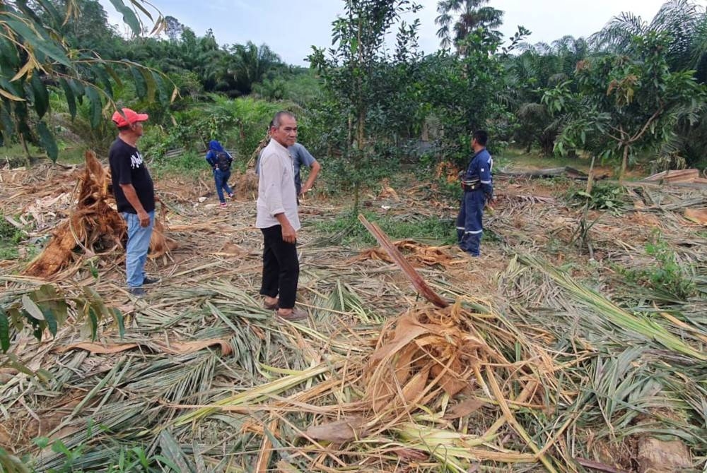 Pekebun menunjukkan hasil tanaman kelapa sawit mereka musnah akibat serangan gajah liar.