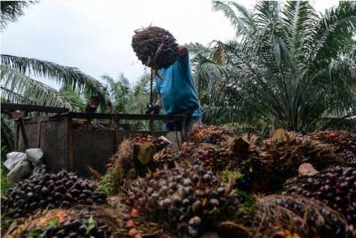 Harga minyak sawit mentah diunjurkan kekal pada paras melebihi RM4,000 satu tan sehingga suku pertama 2023. (Gambar hiasan)