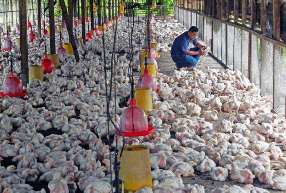 Pemberian subsidi kepada penternak ayam dan pengeluar telur ayam diteruskan sehingga Disember 2022.