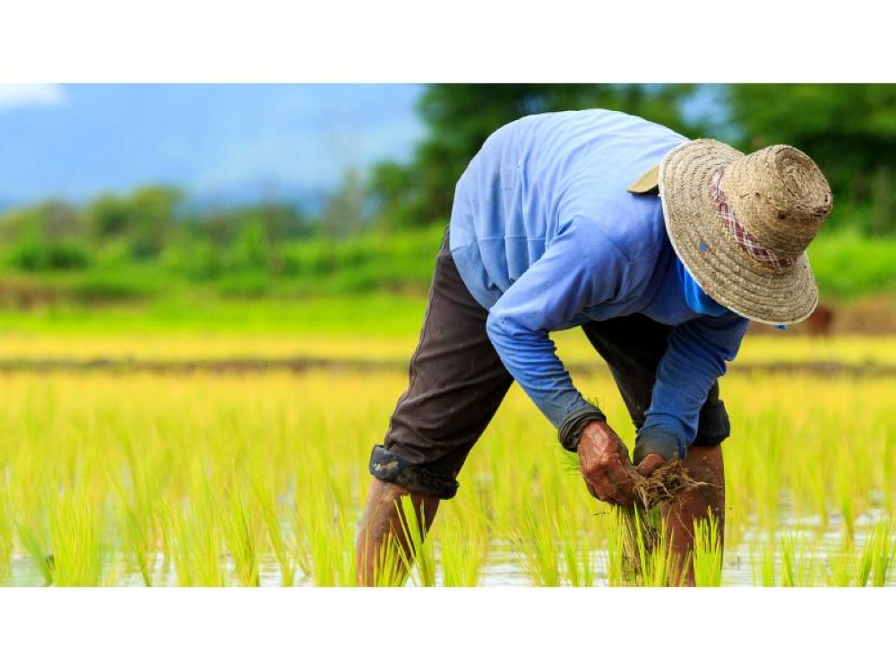 Pelbagai dasar dan pelan tindakan dilakukan oleh MAFI bagi meningkatkan pengeluaran makanan seterusnya menjamin bekalan demi kesejahteraan rakyat.