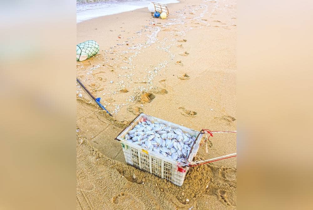 Ikan yang dikutip penduduk untuk dijadikan ikan kering.