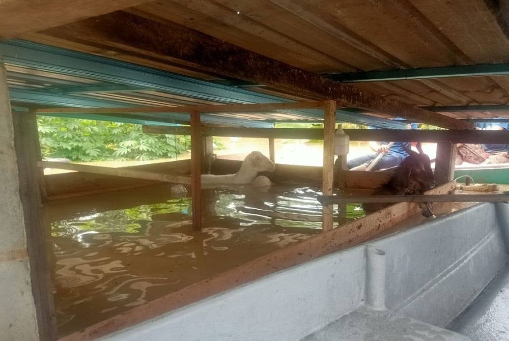 Dua ekor kambing milik Azhar yang berjaya diselamatkan selepas banjir melanda Kampung Cemperai, Dengkil di Sepang pada Khamis.