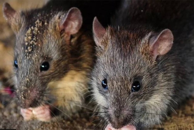 Insiden sama turut berlaku terhadap 386 kg dadah dalam kes berasingan yang ditempatkan di balai polis di daerah Mathura. - Foto: Agensi