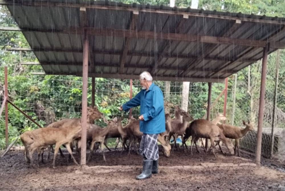 Sebahagian daripada haiwan ternakan milik Mat Roni.