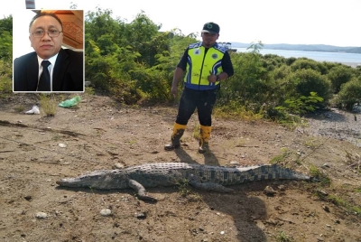 Buaya yang ditembak mati oleh pasukan Jabatan Hidupan Liar Lahad Datu. (Gambar dalam : Silvester)
