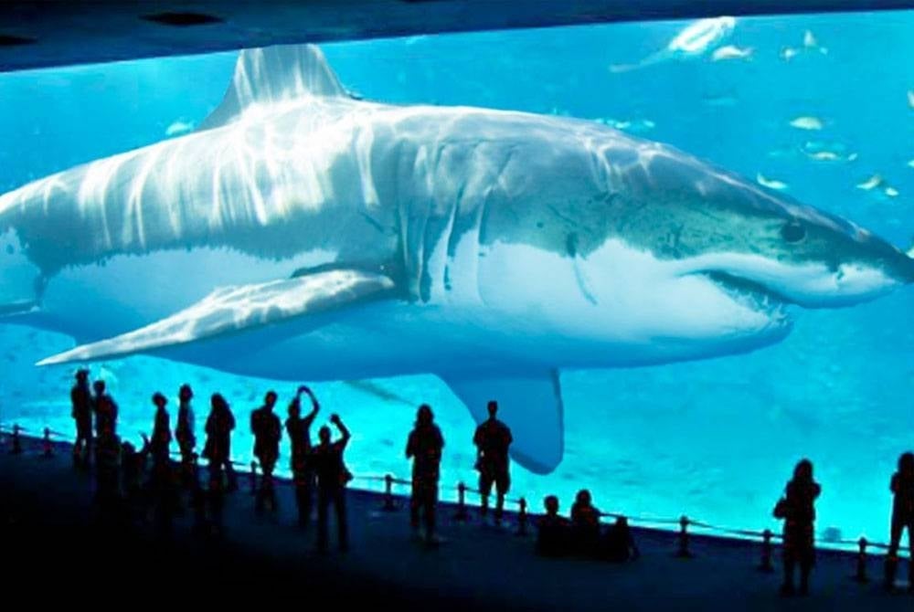 Jerung megalodon yang wujud pada zaman purba. - Agensi