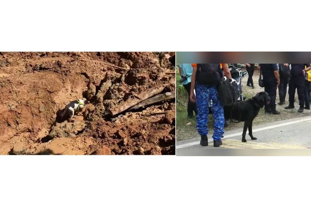 Unit Anjing Pengesan (K9) antara elemen yang ditugaskan dalam operasi mencari dan menyelamat mangsa tanah runtuh di Father's Organic Farm, Jalan Genting, Batang Kali.
