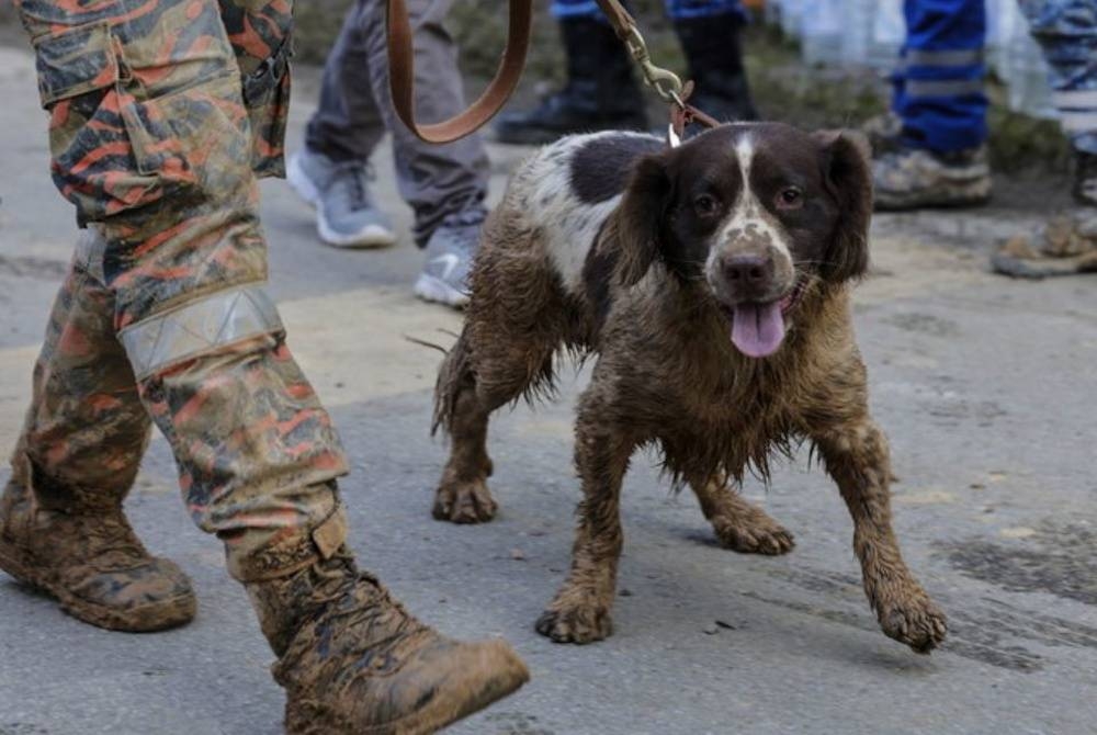 Keadaan seekor anjing unit K-9 yang dipenuhi lumpur ketika tinjauan di lokasi kejadian tanah runtuh di Father Organic Farm Batang Kali. - Foto Bernama
