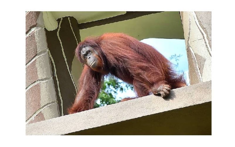 Orang utan Borneo