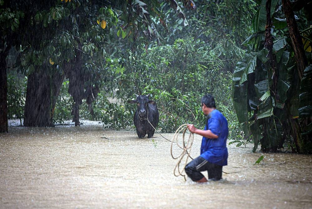 Seorang penduduk menyelamatkan seekor lembu peliharaannya ketika kawasan itu dinaiki air. - Gambar hiasan. Foto: Bernama
