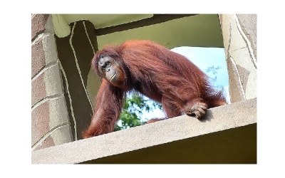 Orang utan Borneo