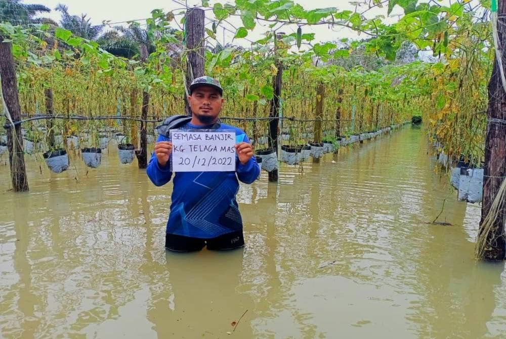 Muhamad Nurul Hafiz mengalami kerugian lebih RM15,000 apabila tanaman timun baby yang diusahakan di Telaga Mas, Rantau Panjang ditenggelami banjir sedalam 1.5 meter sejak Sabtu lalu.