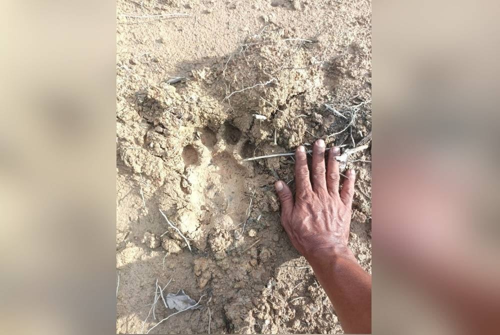 Gambar tapak kaki didakwa harimau belang tular di kumpulan WhatsApp.