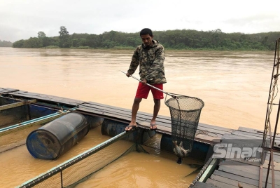 Rohaimi menunjukkan ikan-ikan mati akibat arus sungai deras.