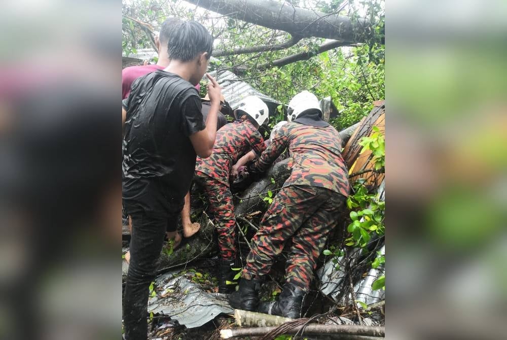 Pasukan bomba bertindak memotong pokok tersebut menggunakan gergaji berantai untuk mengeluarkan mangsa.