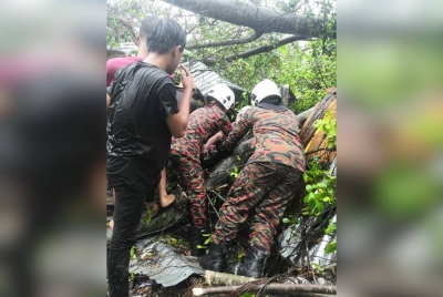 Pasukan bomba bertindak memotong pokok tersebut menggunakan gergaji berantai untuk mengeluarkan mangsa.