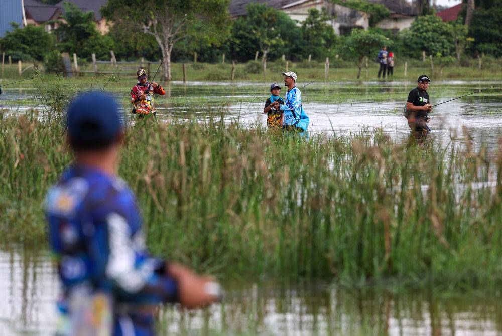 Les pêcheurs remplissent les coins des rizières encore inondées pour pêcher le poisson haruan lors de la compétition 