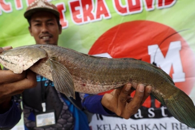 Pemancing menunjukkan ikan haruan yang berjaya dipancing pada pertandingan 'Flood Haruan Challenge' di Kampung Mukim Pohon Tanjung. - Foto Bernama