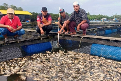 Mustapa (kanan) bersama rakan-rakannya melihat ikan jenis kerapu yang mati susulan banjir baru-baru ini ketika ditemui pemberita pada Ahad. - Foto Bernama