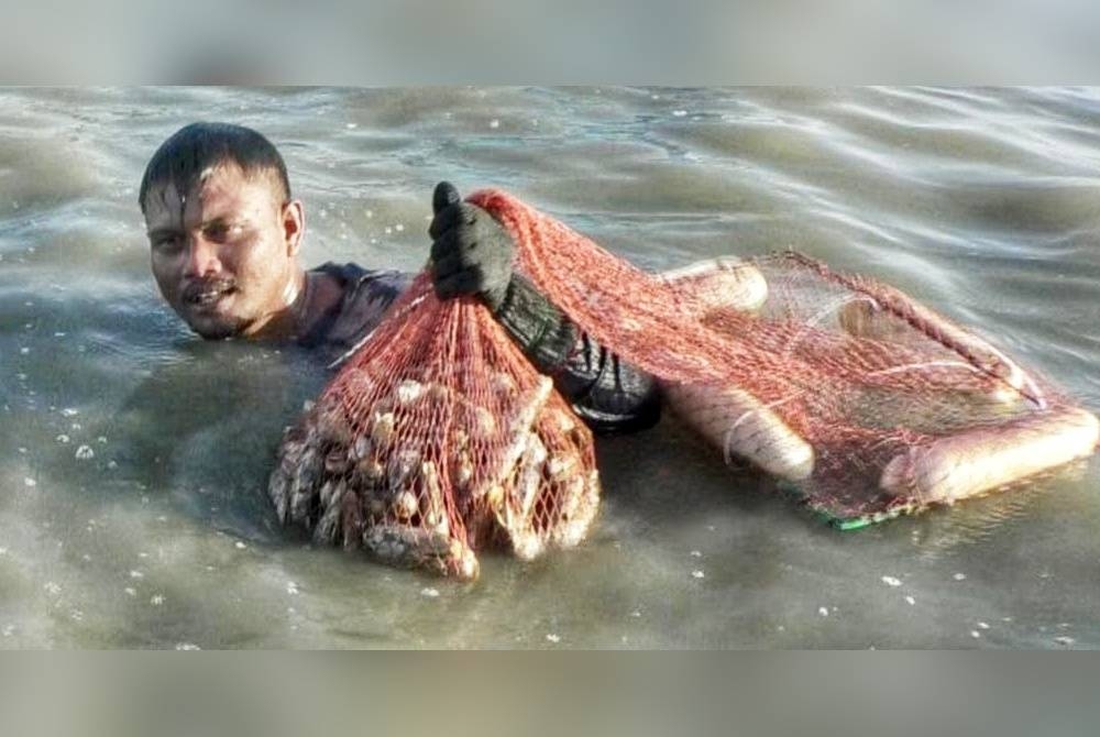 Safrizal menunjukkan hasil kutipannya di Kuala Sungai Baru di sini.