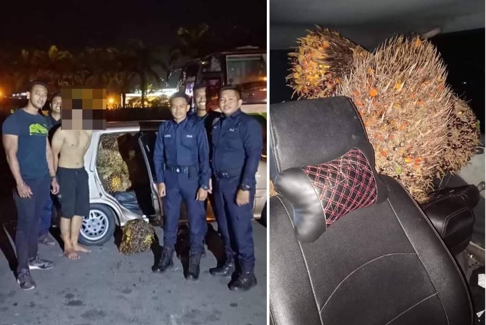 Suspek curi kelapa sawit yang diangkut menggunakan kereta jenis Perodua Kancil di Kampung Membalua, Tawau.