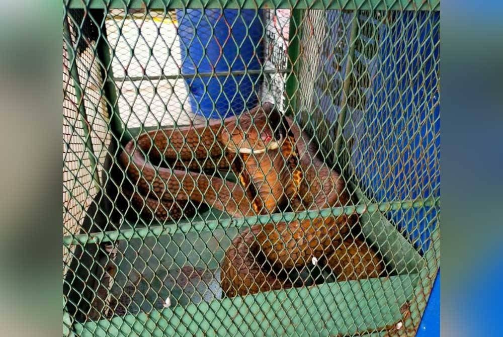 King Cobra seberat tujuh kilogram yang berjaya ditangkap. - Foto ihsan APM