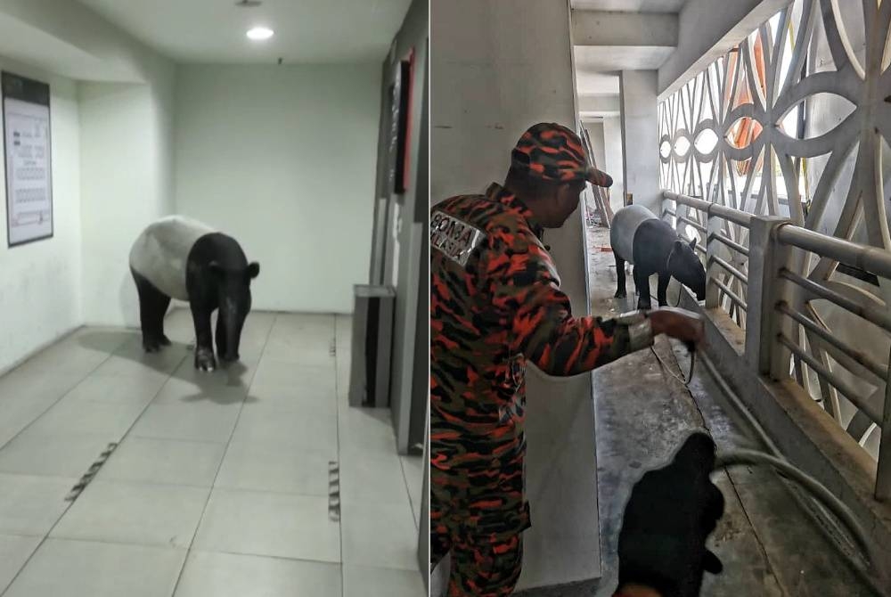 Une femelle tapir qui s'est égarée sur une place de parking au cinquième étage d'un hôtel à Bandar Hilir dimanche matin.