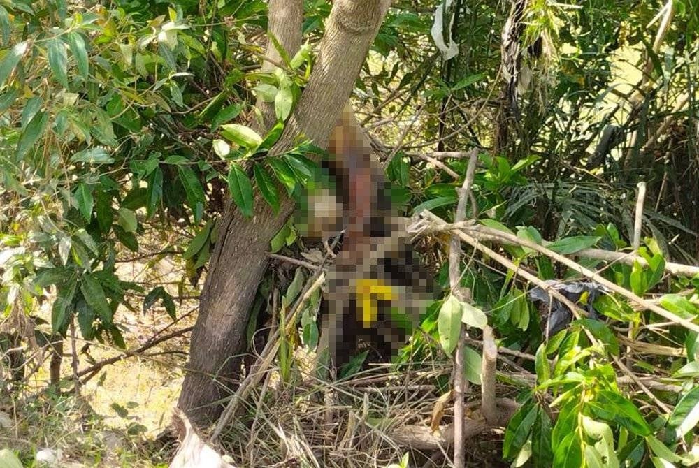 Mayat reput ditemukan tersangkut pada pokok oleh pemancing di tebing Sungai Golok, Tanah Merah pada Ahad. - Foto ihsan PDRM