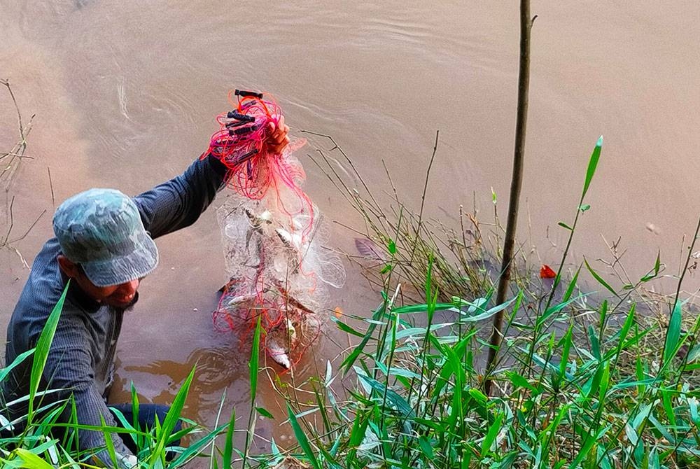 Bujang membawa naik ikan mungkus yang diperoleh di Sungai Pahang.