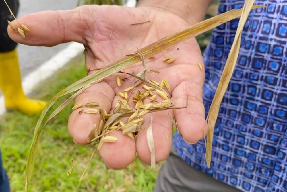 Padi rosak akibat ditenggelami banjir baru-baru ini.